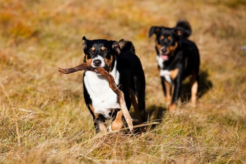 Appenzeller Sennenhund