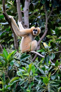 Northern White-cheeked Gibbon (Nomascus leucogenys)
