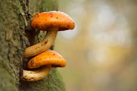 Golden Scalycap (Pholiota aurivella) on a beech tree
