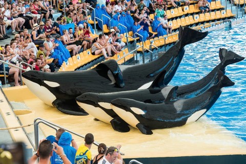 Three Killer Whales or Orcas (Orcinus orca) on land