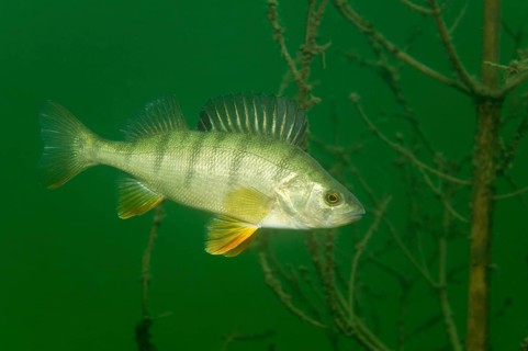 European perch (Perca fluviatilis)