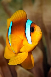 Young Red Sea clownfish (Amphiprion bicinctus)