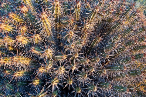 Euphorbia heptagona