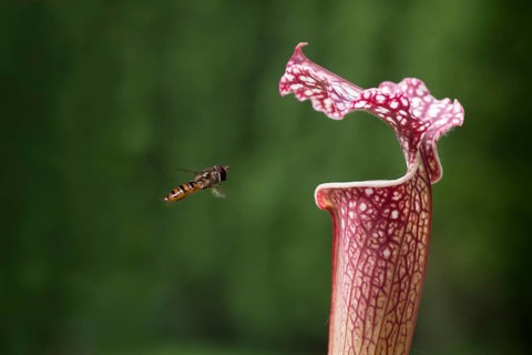 Common Banded Hoverfly (Syrphus ribesii) hoving at a Pitcher Plant (Sarracenia hybrids)