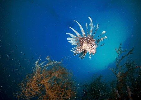 Red Lionfish (Pterois volitans)
