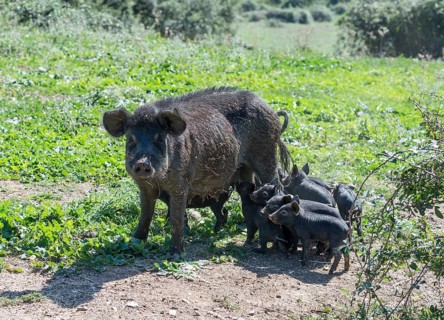 Pig with piglets