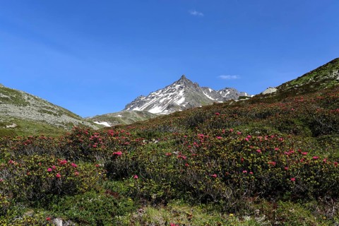 View into Dischma Valley with Alpine Roses