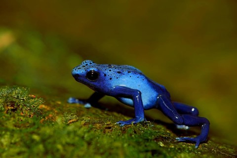 Blue Poison Frog (Dendrobates tinctorius)