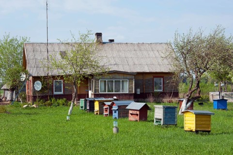 Beehives in front of a house
