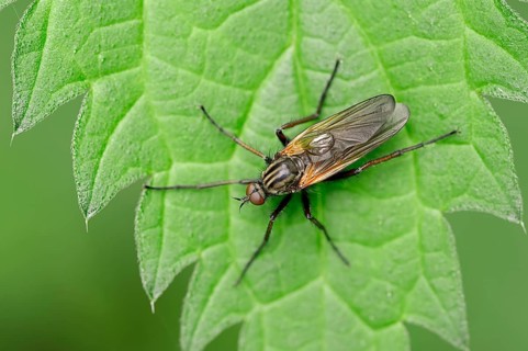 Dance Fly (Empis tesselata)