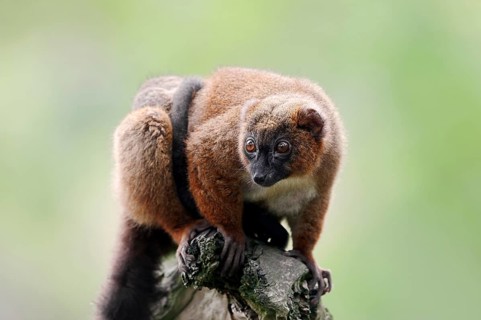 Red-bellied Lemur (Eulemur rubriventer)