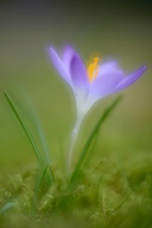 Early Crocus (Crocus tommasinianus)