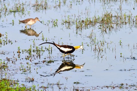 Pheasant-tailed Jacana (Hydrophasianus chirurgus)