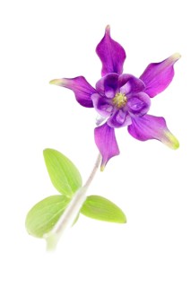 European Columbine (Aquilegia vulgaris)