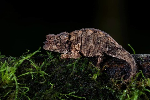 Northern leaf chameleon (Brookesia ebenaui)