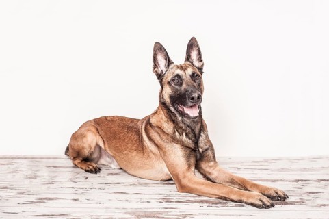 Malinois or Belgian Shepherd Dog