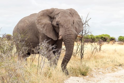 African Elephant (Loxodonta africana)