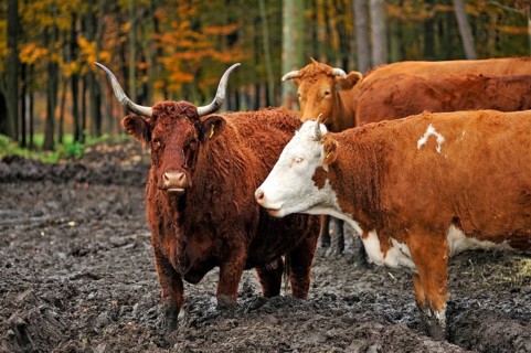 Cows standing in the mud