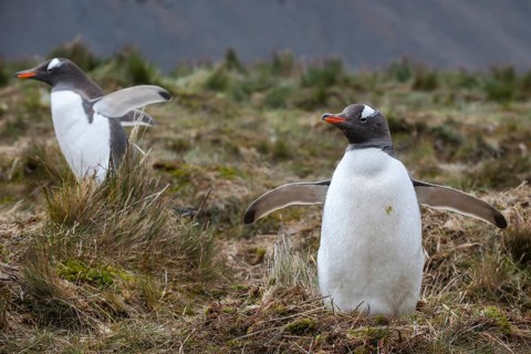 Gentoo Penguins (Pygoscelis papua)