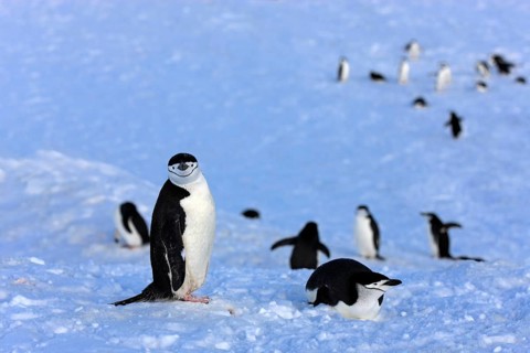 Chinstrap penguins (Pygoscelis antarctica)