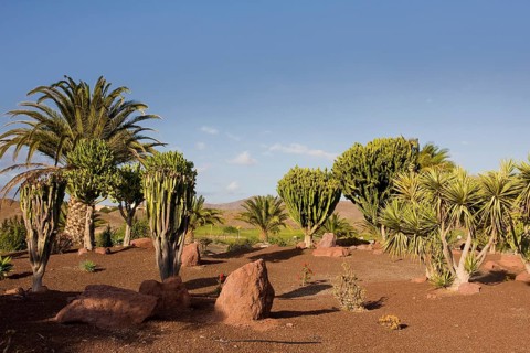 Cacti (Cactaceae) in Las Playitas