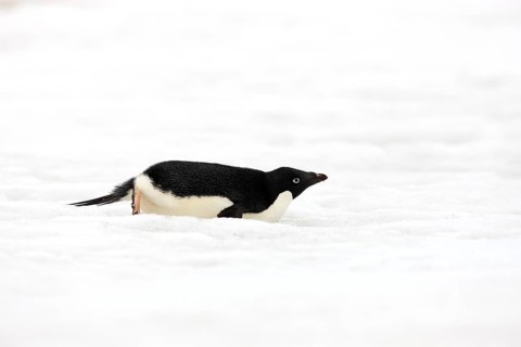 Adelie Penguin (Pygoscelis adeliae)