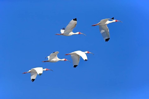 American White Ibis (Eudocimus albus)