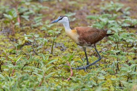 African Jacana (Actophilornis africanus)