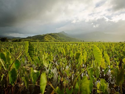 Taro fields in Hanalei Valley