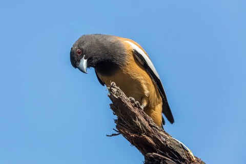 Rufous Treepie (Dendrocitta vagabunda)