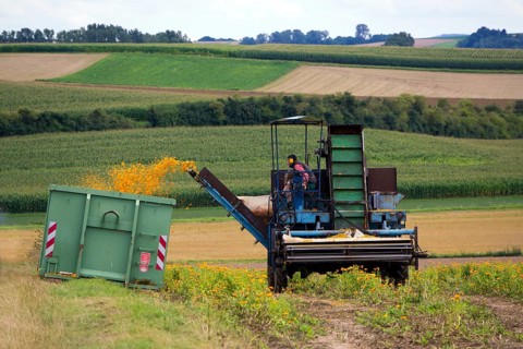 Mechanical harvest of Marigold or Calendula flowers (Calendula officinalis)