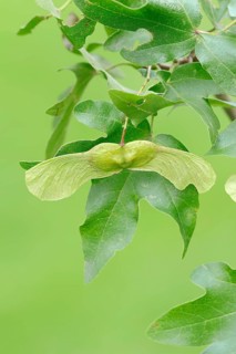 Field Maple (Acer campestre)