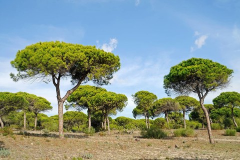 Pine forest