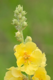 Dense-Flowered Mullein (Verbascum densiflorum)