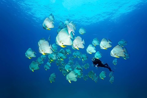 A Diver amongst a shoal of Teira Batfish (Platax teira)