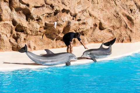 Dolphin Show