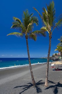 Palm trees on the beach