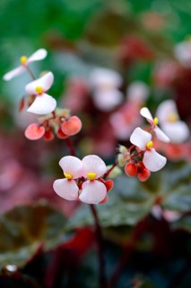 Flowers of an Eyelash Begonia (Begonia bowerae)