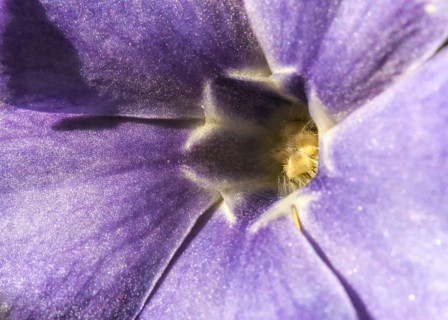 Creeping Myrtle or Lesser Periwinkle (Vinca minor)