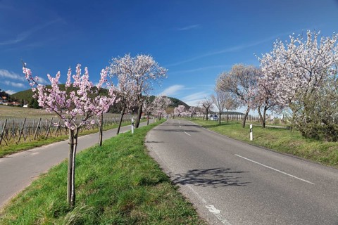 Country road