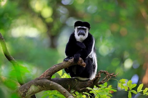 Angolan Colobus or Angola Colobus (Colobus angolensis)