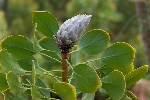 Bud of a King Protea (Protea Cynaroides)