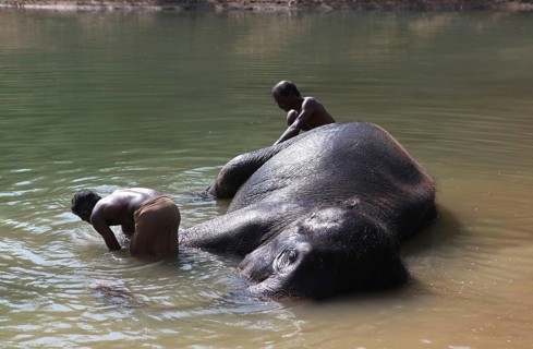 Two mahouts cleaning an Asian Elephant (Elephas maximus) lying in the water