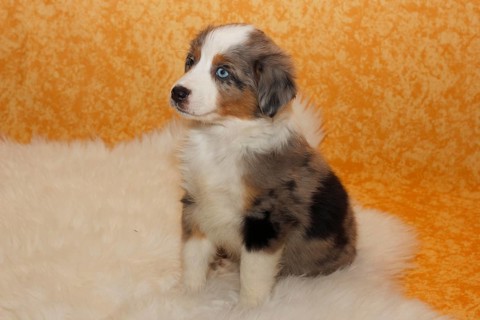 Miniature American Shepherd