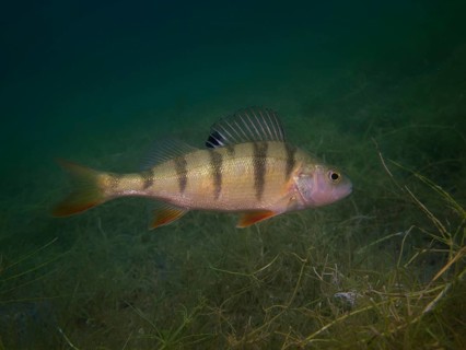 A European perch Perca fluviatilis) foraging on the lake bottom