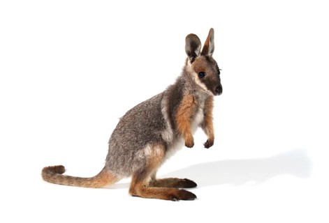 Yellow-Footed Rock-Wallaby (Petrogale xanthopus)