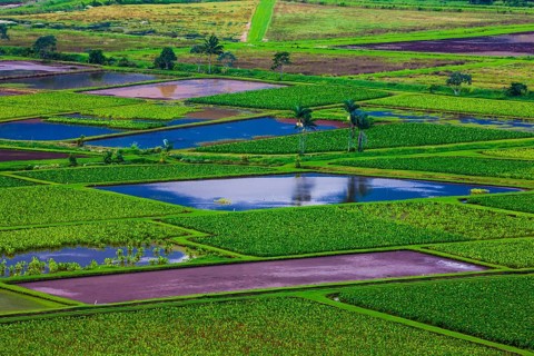 Taro fields in Hanalei Valley