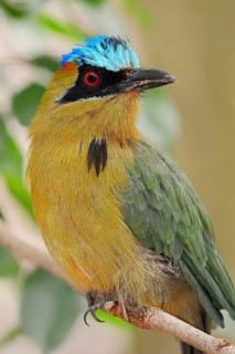Blue-crowned Motmot (Momotus coeruliceps)