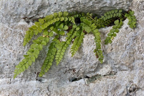maidenhair spleenwort (Asplenium trichomanes)