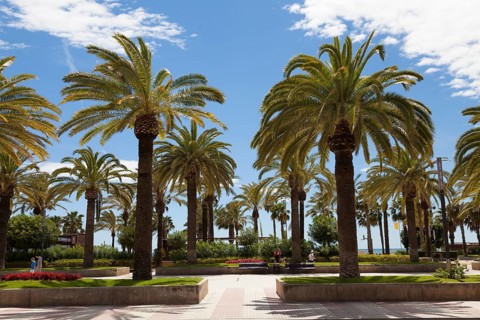 Palm trees